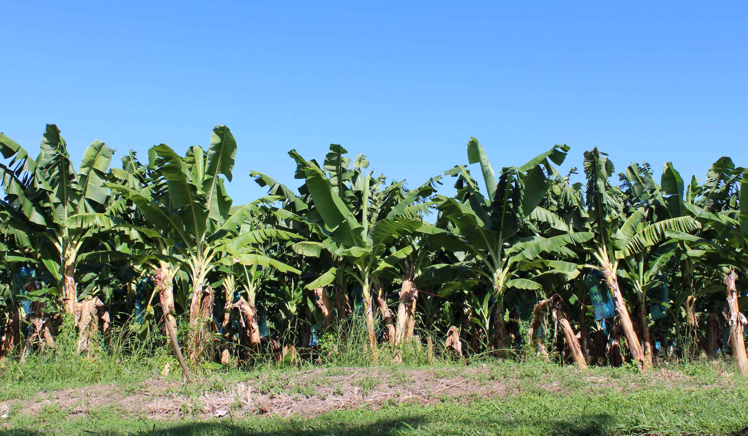 Banana trees at Habitation Chalvet