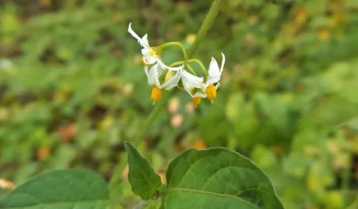 American black nightshade flower (Solanum americanum)
