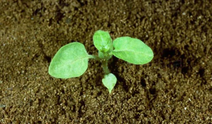 American black nightshade plant (Solanum americanum)