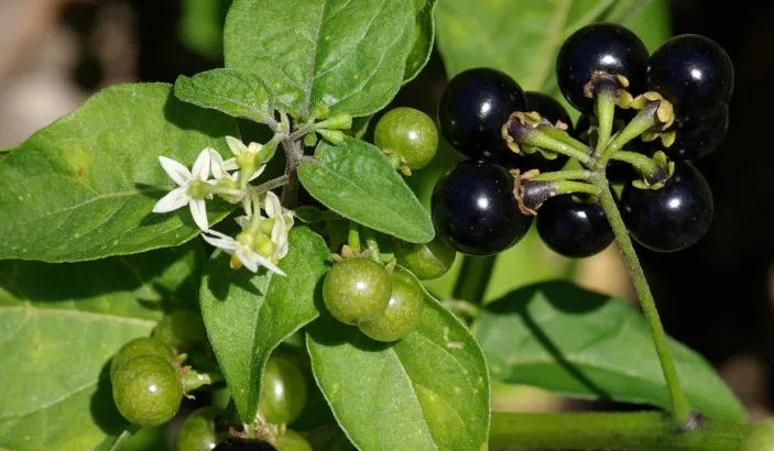 American black nightshade with fruits (Solanum americanum)