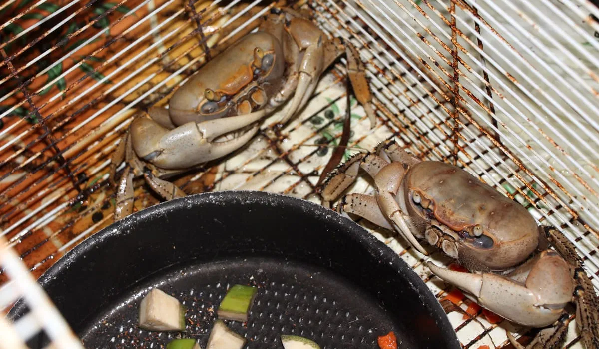 Crabes dans une cage