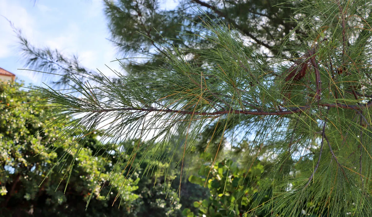 Filaos (Casuarina equisetifolia), arbres utilisés comme sapin de noël en Martinique