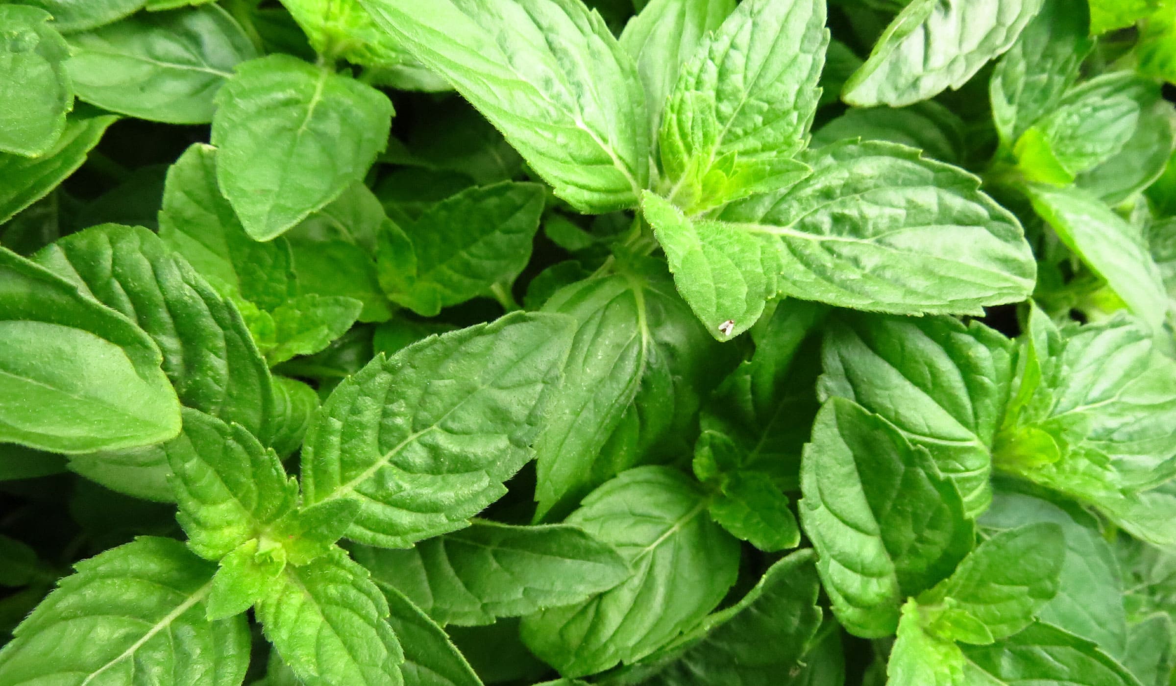 Basil leaves