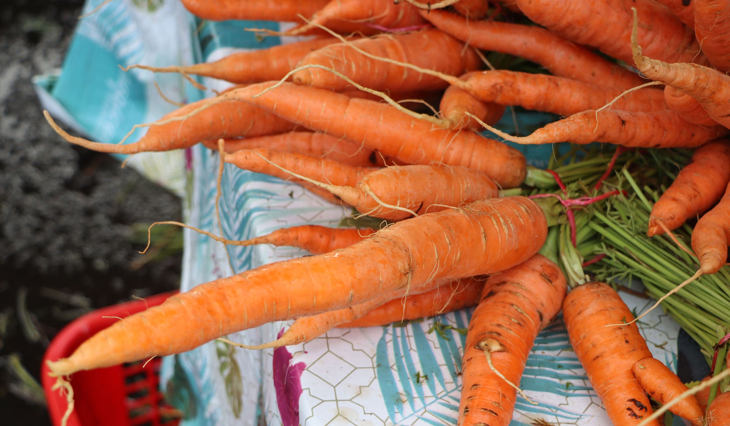 Carottes