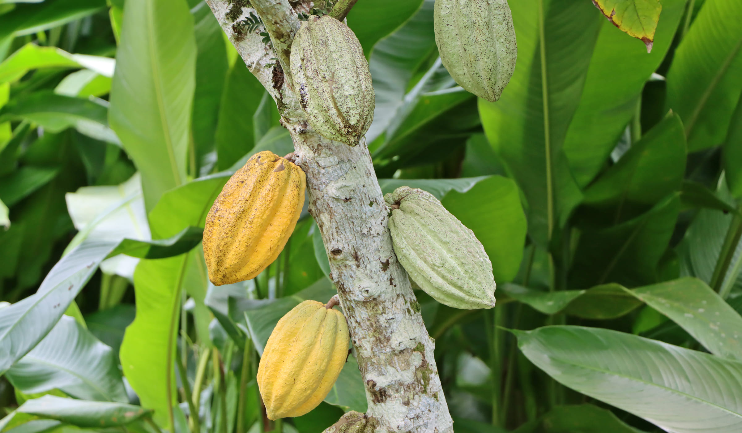 Cocoa plants in the Jardin de la Montagne