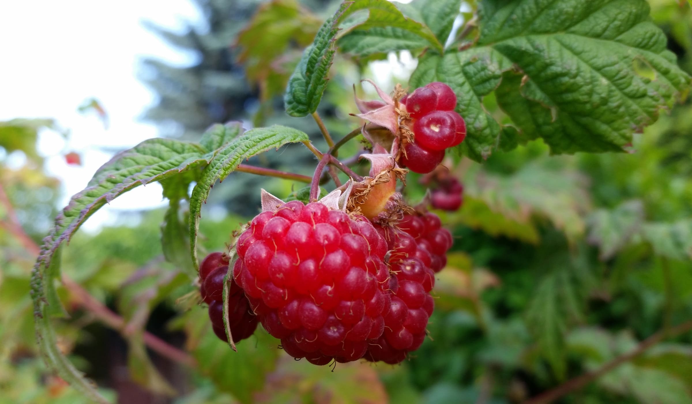 West Indian Raspberry