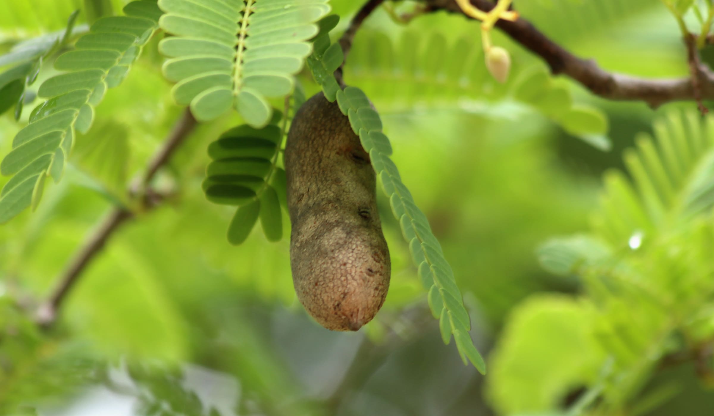 Tamarin dans un arbre