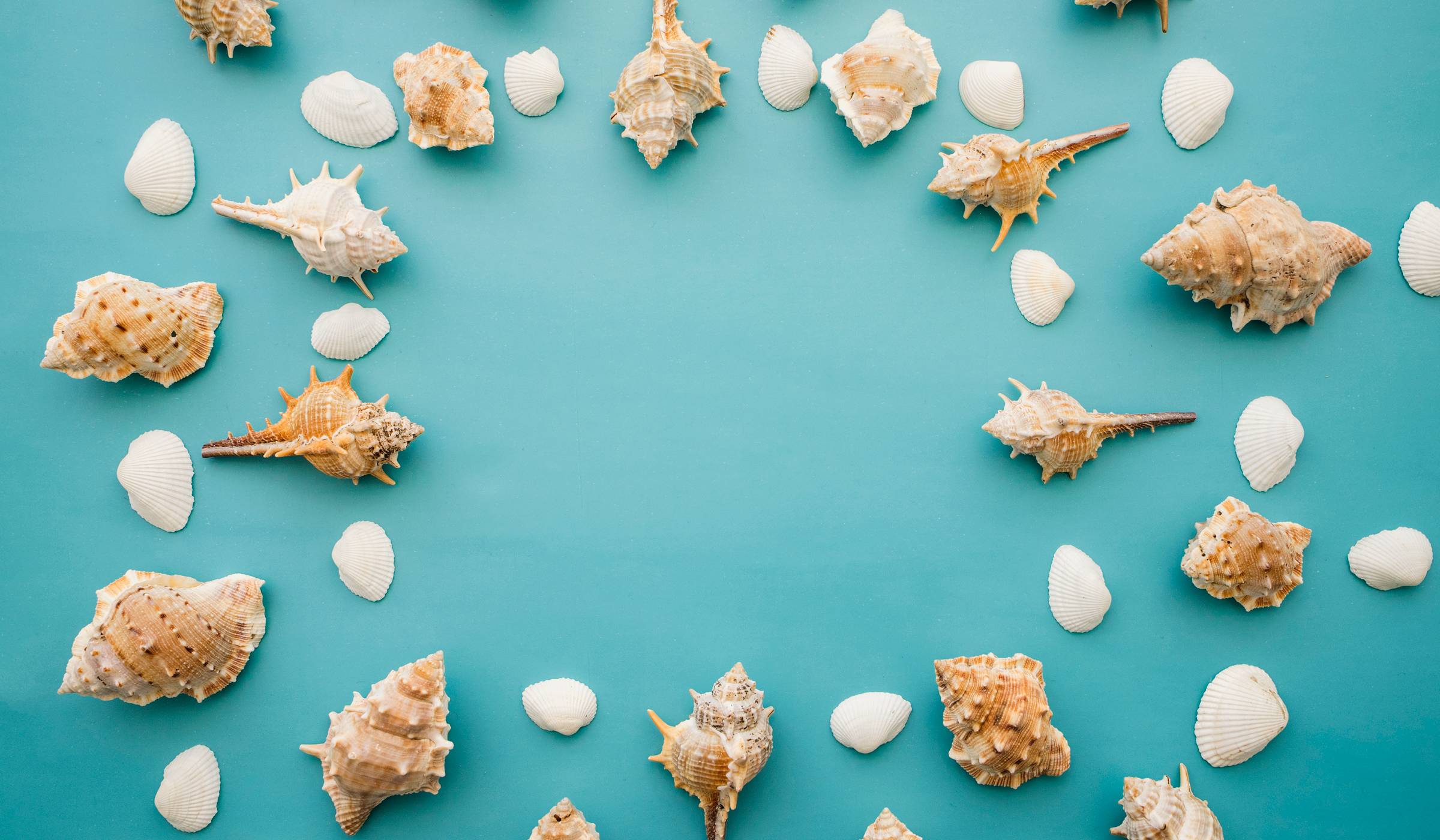 Coquillages exposés