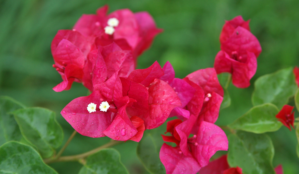 Fleurs de bougainvilliers rose fuschia