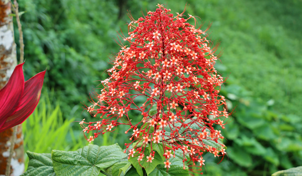 Couronne de mariée