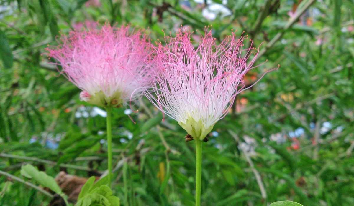 Pompon du marin
