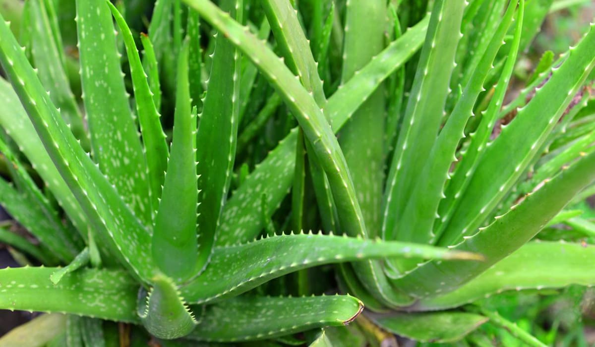 Leaves of aloe vera