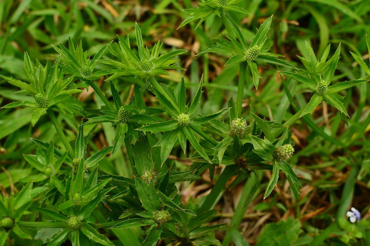 Chardon béni (Eryngium foetidum)