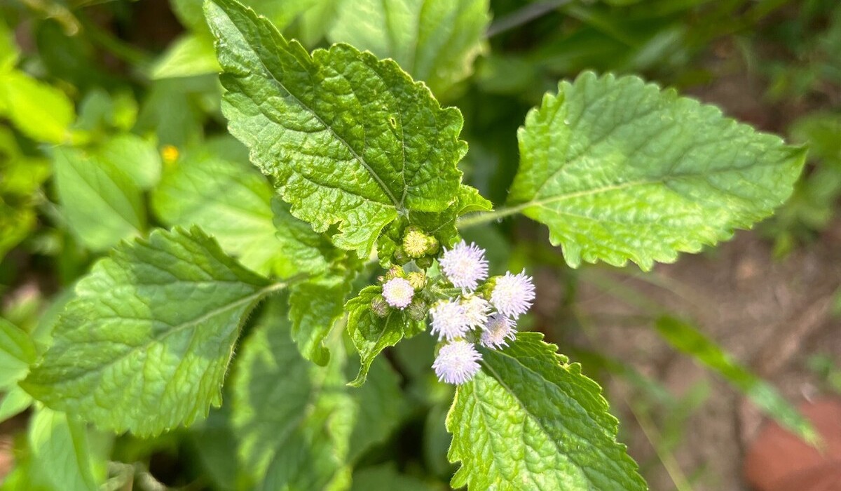 Herbe à femme (Ageratum conyzoides)