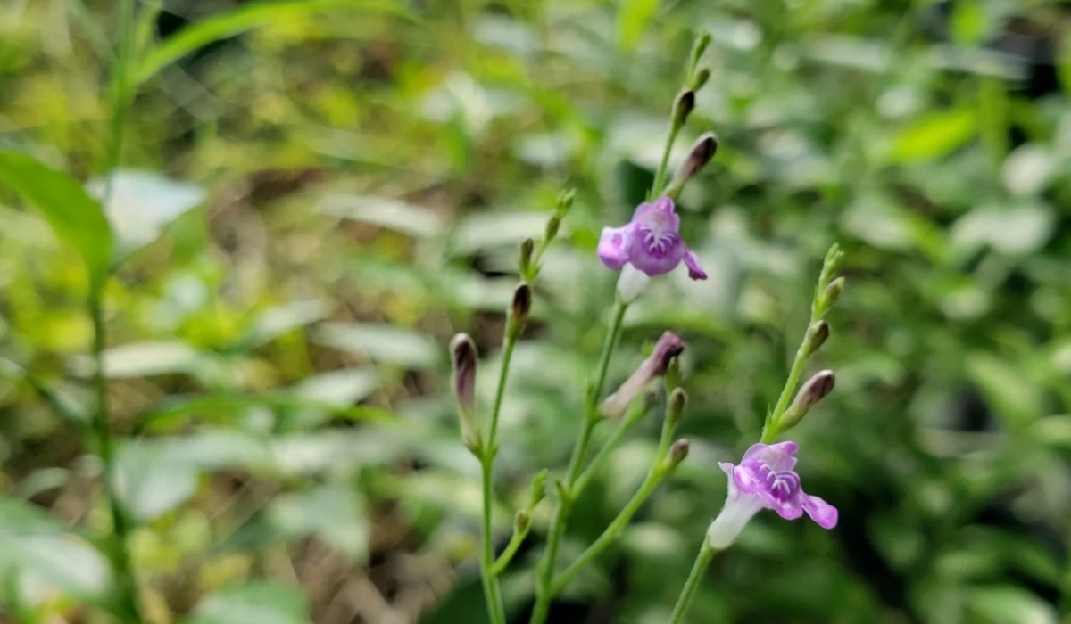 (Herbe charpentier) Justicia pectoralis