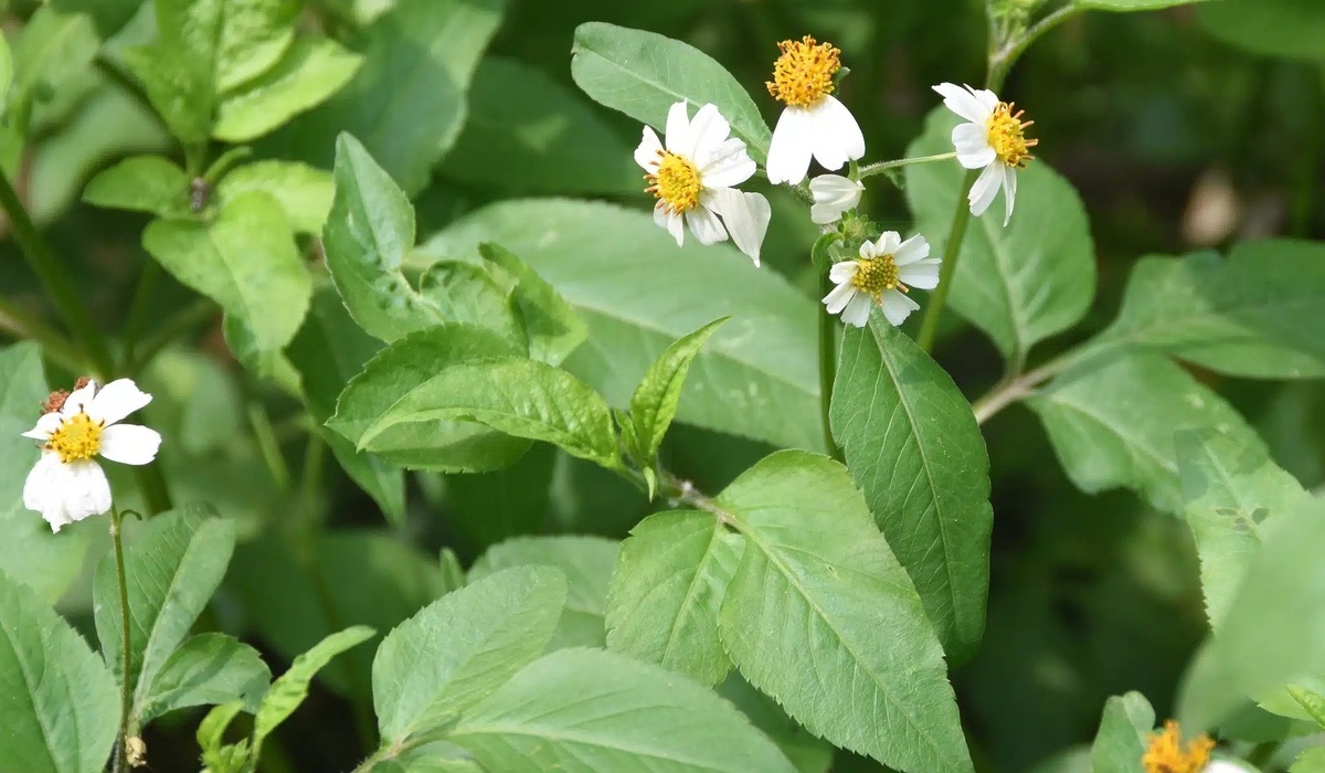 Herbe à aiguilles (Bidens pilosa)