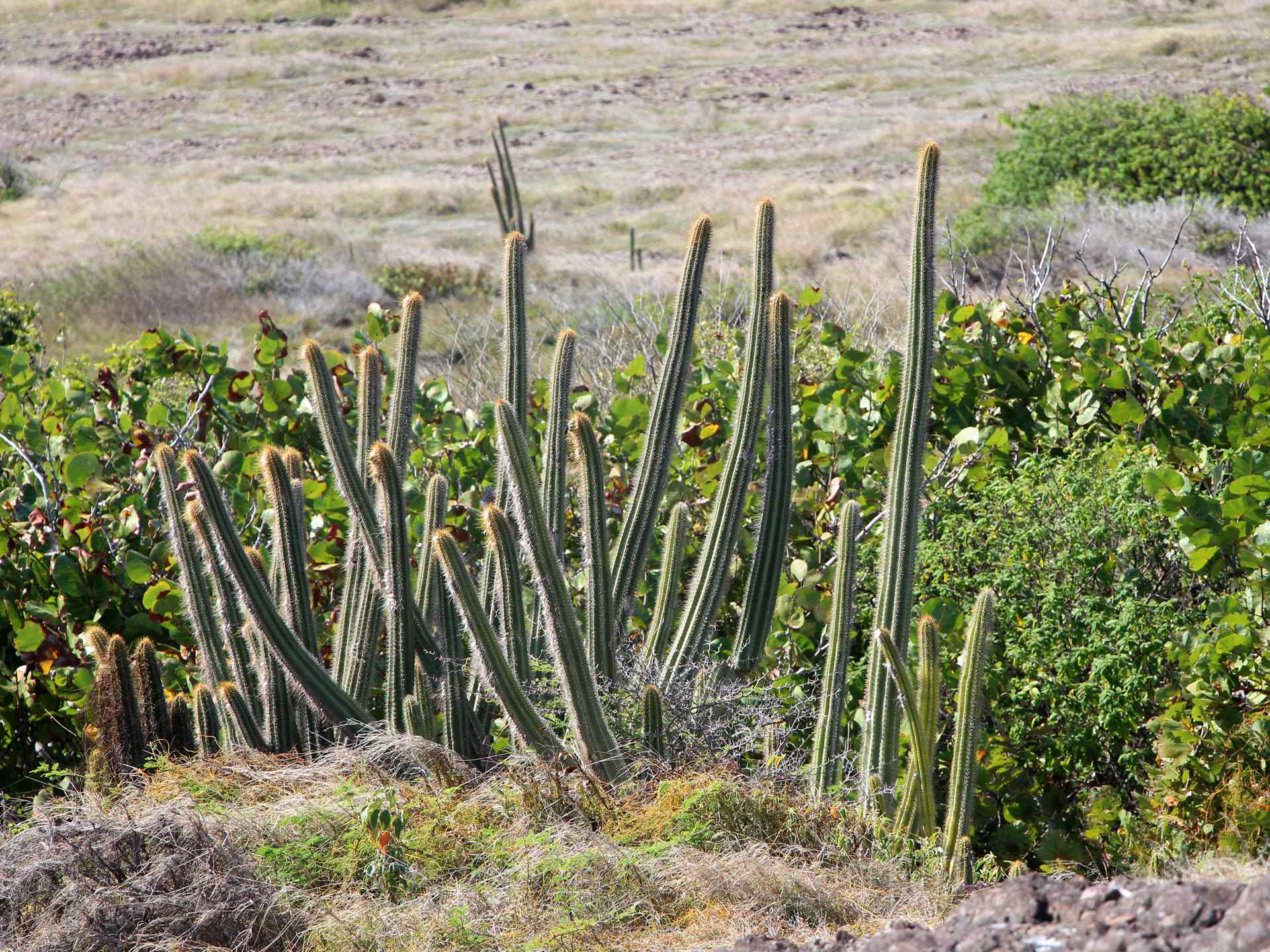 Cactus au Marin