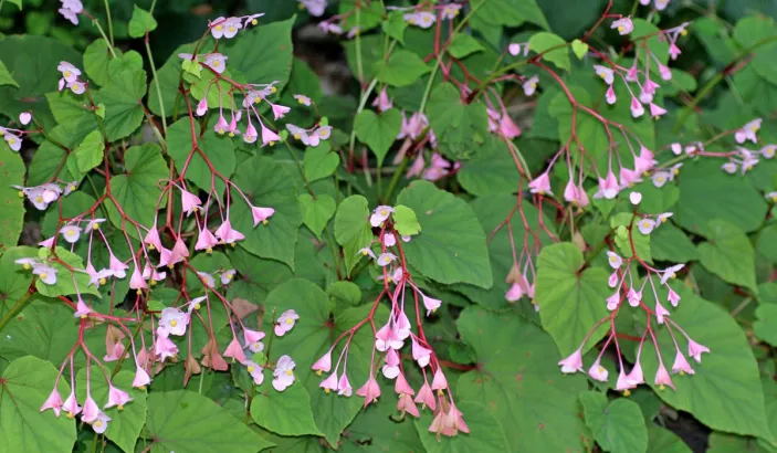 Begonias
