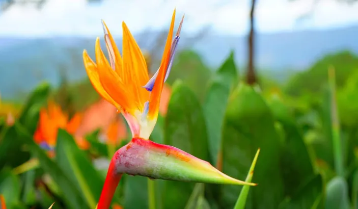 Oiseau de paradis