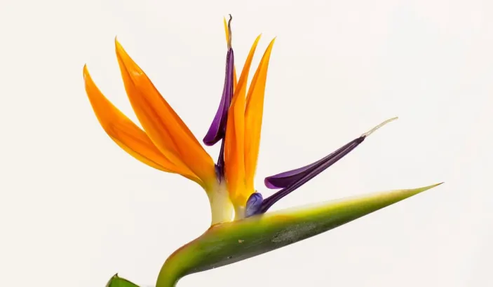 Oiseau de paradis