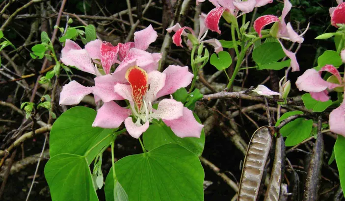 Orchidée du pauvre