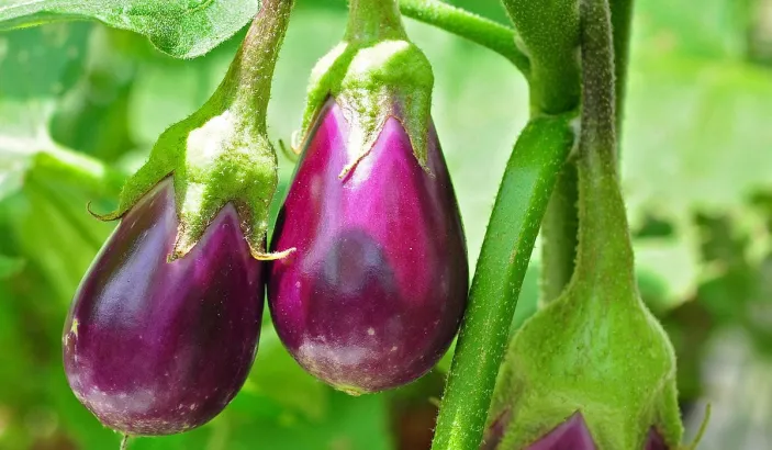 Eggplant plants