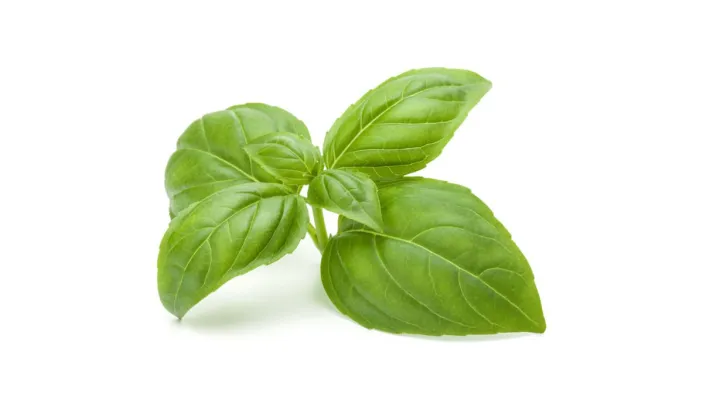 Basil leaves