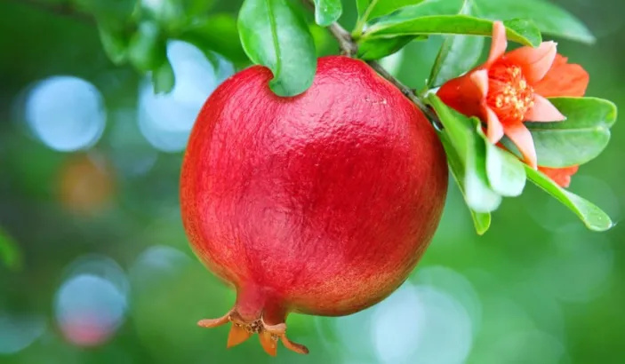 Pomegranate