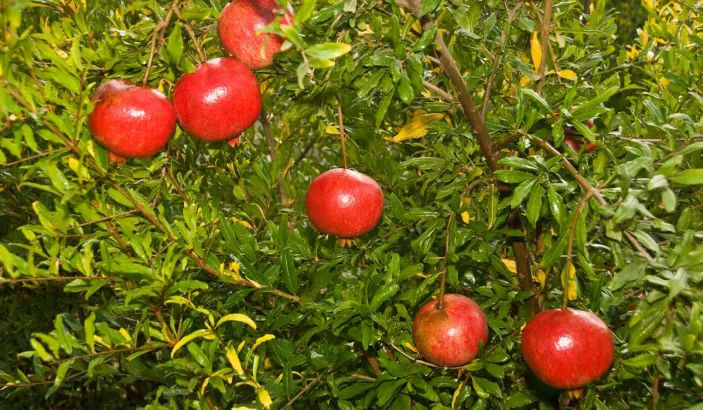 Pomegranate tree