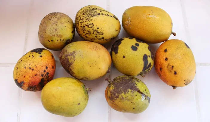 Bassignac mangoes