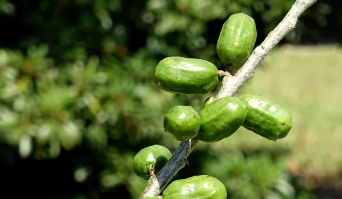 Spanish plum ripening on a branch