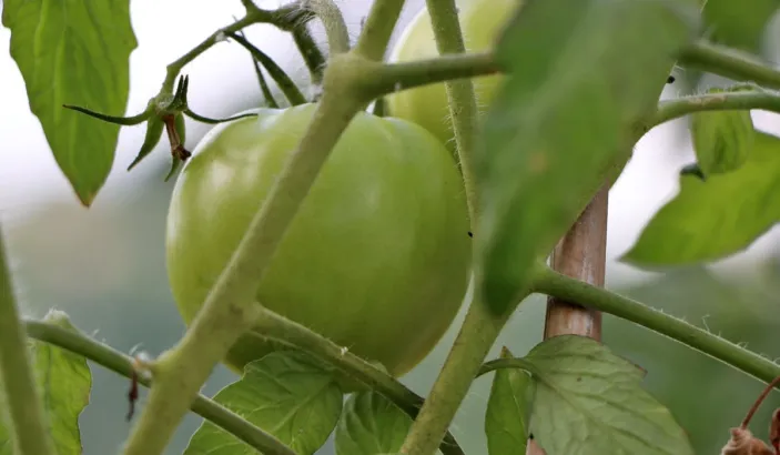 Tomate verte