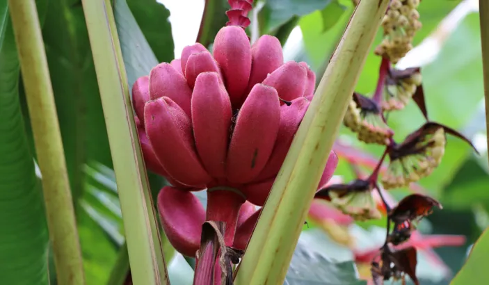 Bananes rose au jardin de la montagne