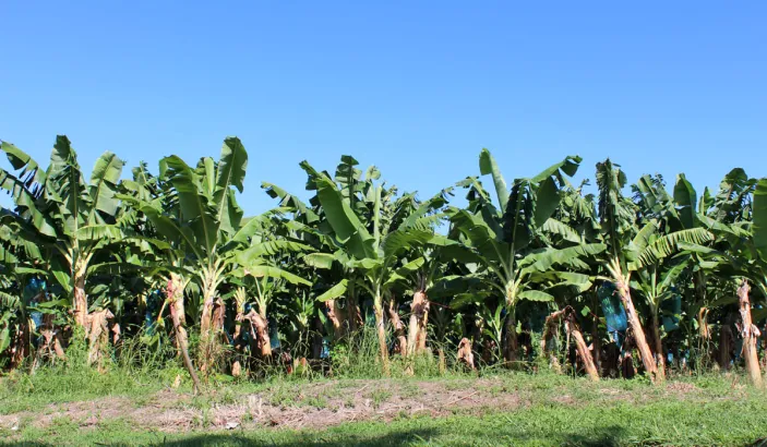 Banana trees at Habitation Chalvet