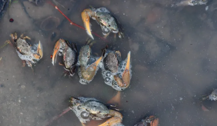 Crabes à l'étang des Salines
