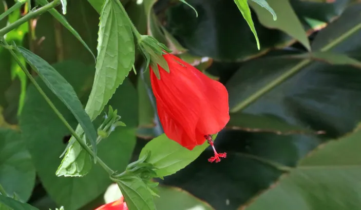 Hibiscus au jardin de la montagne