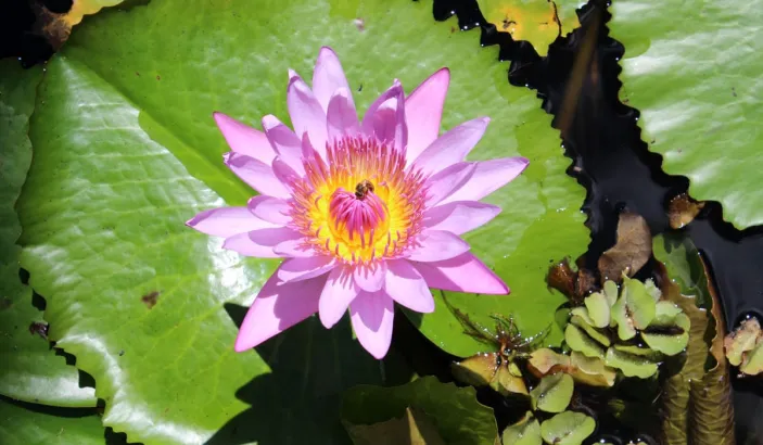 Nénuphar au jardin de Balata