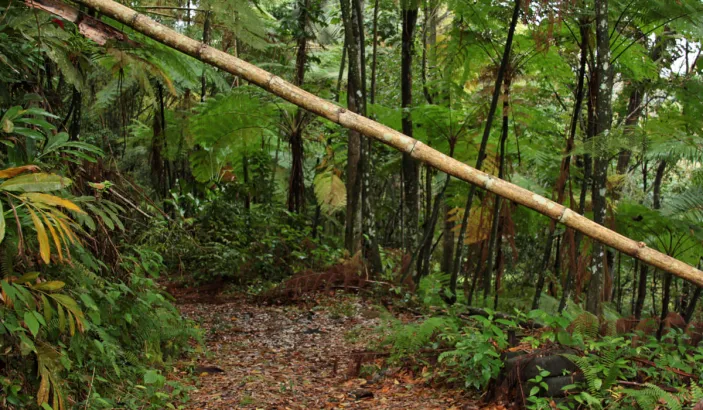 Path leading to the Saut Argis Waterfall