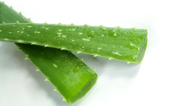 Cut leaves of aloe vera