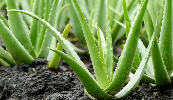 Plants of aloe vera