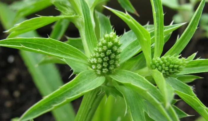 Fruit du chardon béni (Eryngium foetidum)