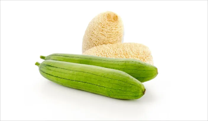 Sponge gourd (Luffa aegyptiaca)