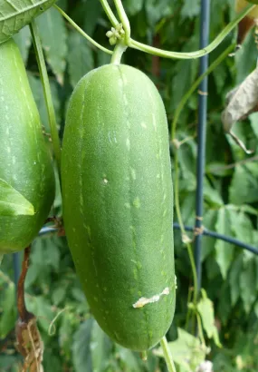 Sponge gourd (Luffa aegyptiaca)