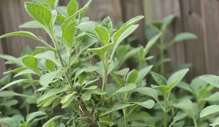Doliprane (Plectranthus barbatus)