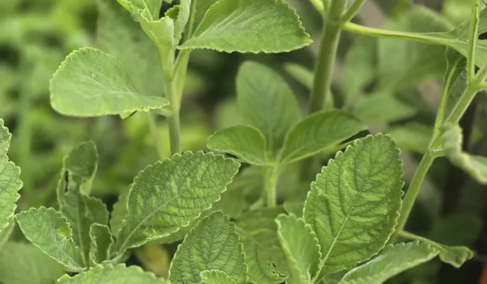 Doliprane (Plectranthus barbatus)
