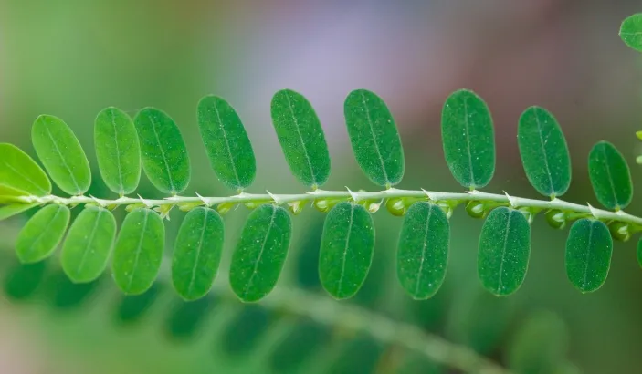 Graine-en-bas-feuille (Phillanthus niuri)