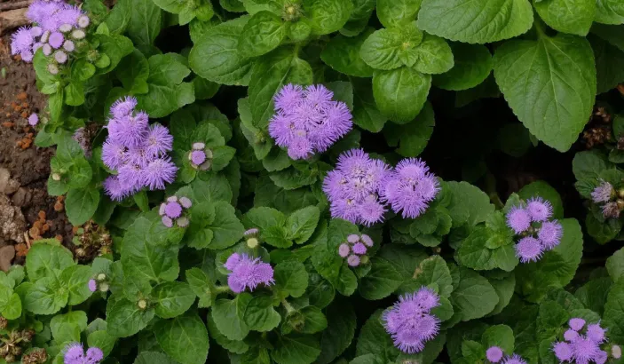 Herbe à femme (Ageratum conyzoides)