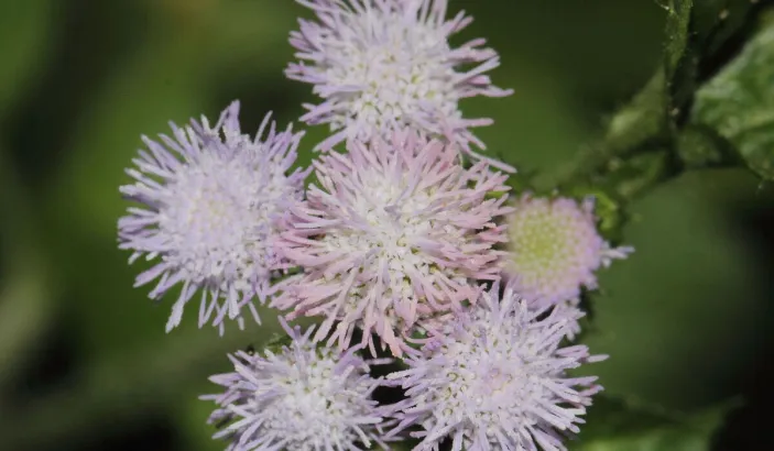 Herbe à femme (Ageratum conyzoides)