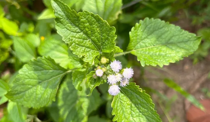Herbe à femme (Ageratum conyzoides)
