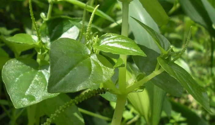 Herbe couresse (Peperomia pellucida)
